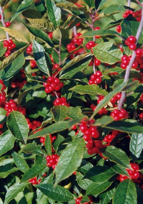 Ilex Verticillata Winter Red Winter Red Winterberry Kings Garden