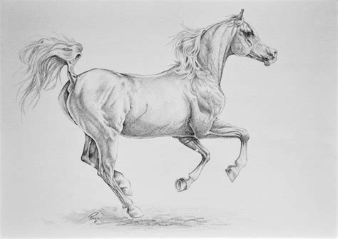 Signature 2 By Nutlu On Deviantart Horse Sketch Horse Drawings