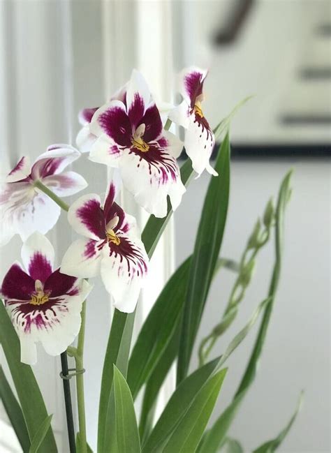 Orchids Types And Tips For Care My Soulful Home In 2020