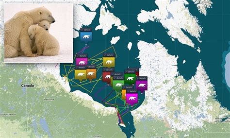Follow Polar Bears From The Warmth Of Your Armchair Tracking Website