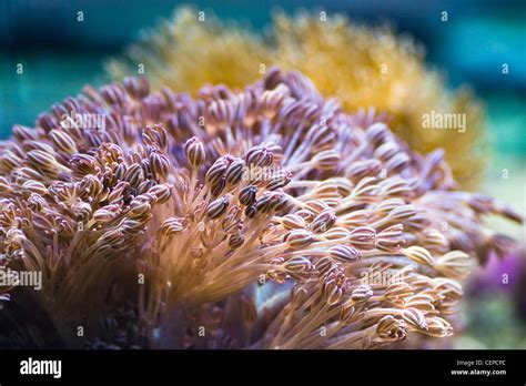 Sea Anemones Are Predatory Sea Animals They Look Like A Flower Stock