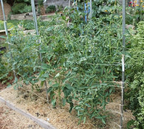 One More Method For Trellising Tomatoes Put Your Shovel Where Your