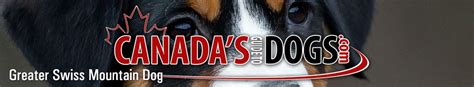 Greater Swiss Mountain Dog Rescue Canadas Guide To Dogs