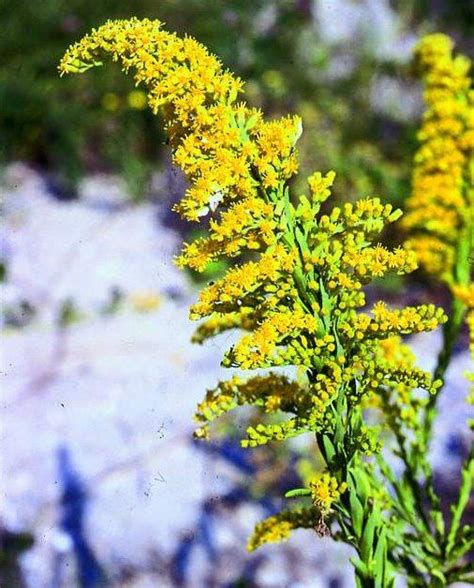 Maybe you would like to learn more about one of these? Seaside Goldenrod: FLORIDA NATIVES SEEDS ~ Pine Forest ...