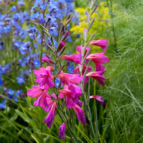 For example, if gladioli initially grew in sandy loam soil, transplant them into light sandy soil in a couple of years Buy gladiolus bulbs Gladiolus communis subsp. 'byzantinus ...