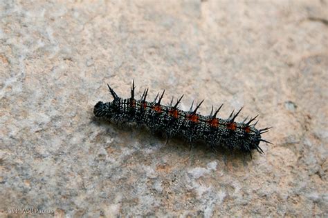Spiked Black Catapiller With Burnt Orange Spots On Back And Legs Nymphalis Antiopa Bugguide