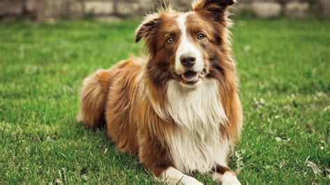 Adult Tan And White Corder Collie Dog Border Collie Animals Grass