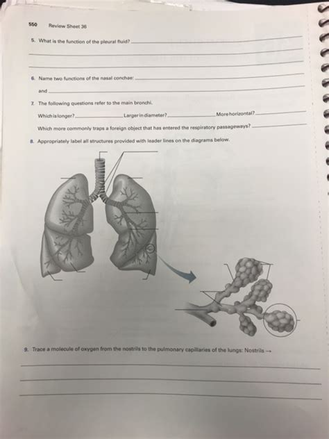 Exercise Anatomy Of The Respiratory System Review Sheet Online Degrees