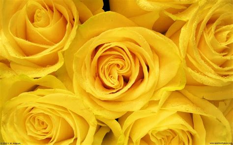 Yellow Rose Wallpapers Top Free Yellow Rose Backgrounds Wallpaperaccess