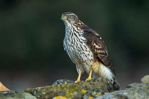 9 Types Of Hawks In Indiana Pics Wildlife Informer