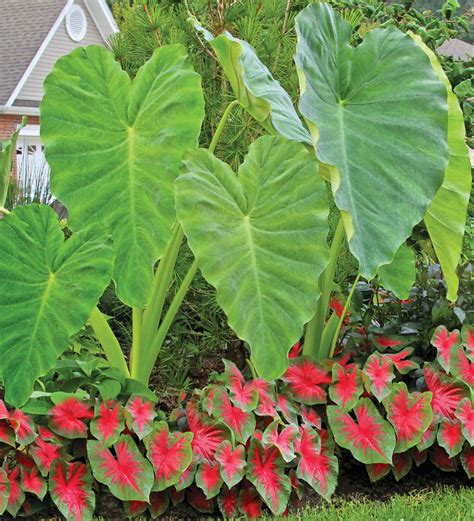 The Pink And Green Hues Of This Collection Of Elephant Ears And