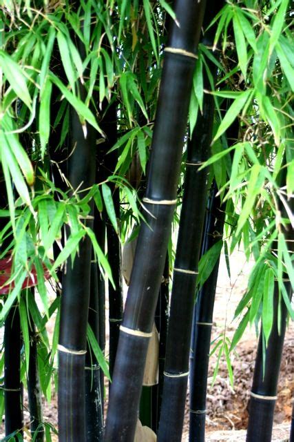 120 Bamboo Plants Ideas In 2021 Bamboo Plants Plants Bamboo