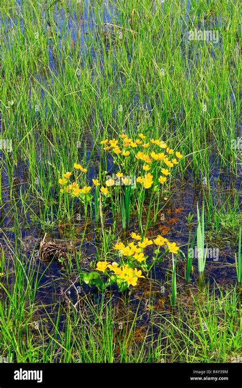 Caltha Palustris Growing In Swamp Spring Flowers Marsh Marigold