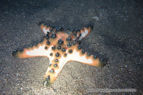 Etoile De Mer à Cornes Protoreaster Nodosus Bioobs