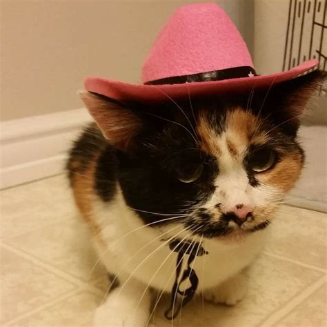 Pin By Kristen Peterson On Consuela The Cat Kitty Cowboy Hats Cats