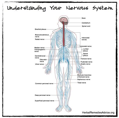 Components of the central nervous system blank diagram complete diagram. Structure of the Nervous System