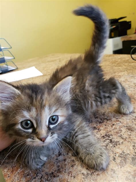 We've been waiting for the purrfect floof for awhile now and this one