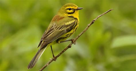 Prairie Warbler Life History All About Birds Cornell Lab Of Ornithology