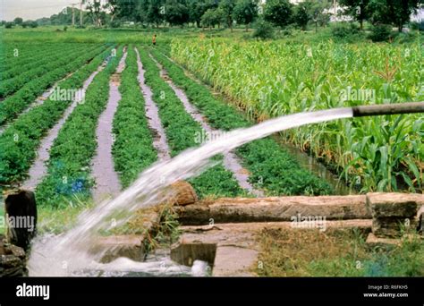 Irrigation Crops Growing In Irrigated Field Water Pump India Stock