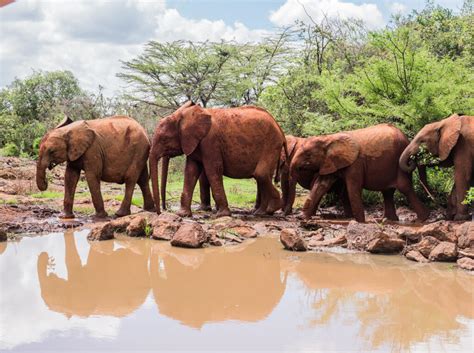 Check spelling or type a new query. Visiting an Elephant Orphanage in Kenya: The Sheldrick ...