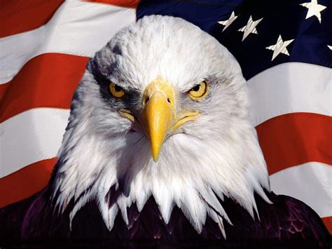 [44 ] bald eagle american flag wallpapers wallpapersafari