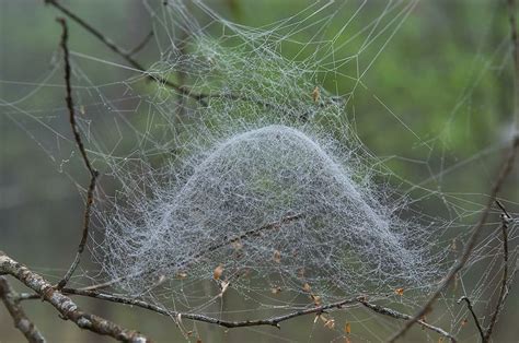 Pin By T A On Webs Spider Web Spider Silk Spider
