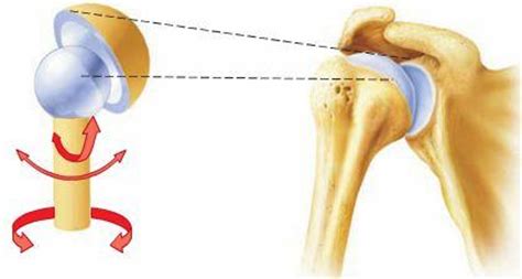 9.3.2 ball joint sockets (fig. Joints & Articulations at California State University ...