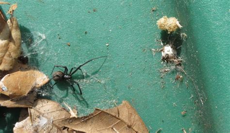 Brown Widow Spider Project Noah