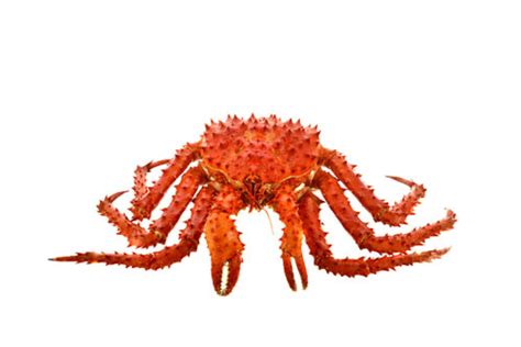 Red King Crab Facts And Beyond Biology Dictionary