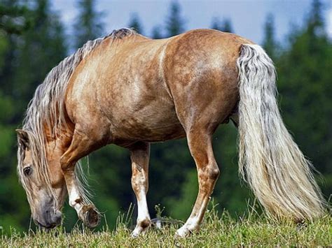 finnhorse stallion ukkosen poika   breed fully developed  finland   considered