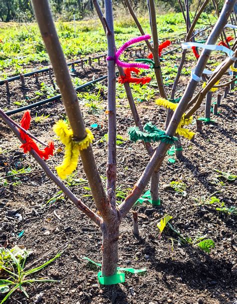 Nursery Multigraft Trees Before Cut Crop 1000x1283 Grow Great Fruit