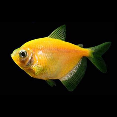 Sunburst Orange Glofish Tetra For Sale
