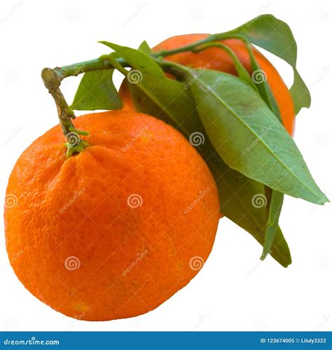Tangerine Or Clementine With Green Leaf Isolated On White Backg Stock