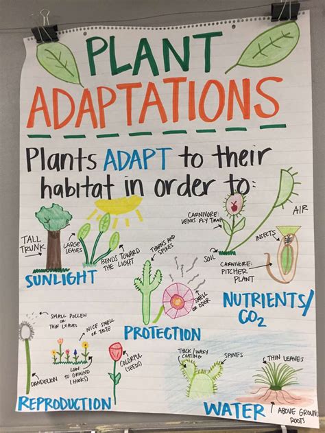 12 Plant Adaptation Worksheets 3rd Grade Science Anchor Charts Plant