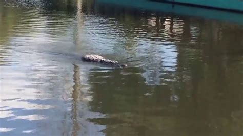 Stock Footage 2018 Massive Gator Swimming Youtube