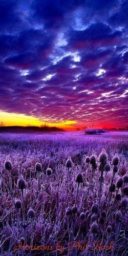 Purple Sunset Wisconsin Hop