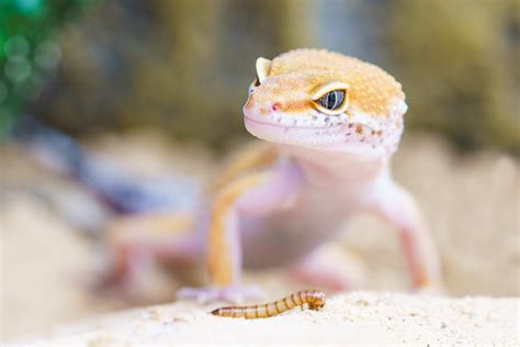 What Foods To Feed Common Types Of Pet Lizards In Atlanta Ga