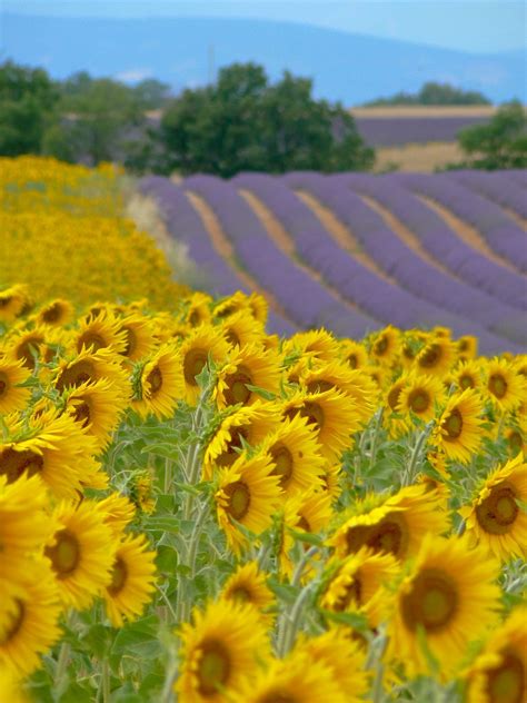 Lavender And Sunflower Fields Photograph By Edwin Collingridge Alpes