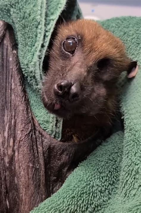 Living The High Life Worlds Oldest Bat Statler Aged 33 Is Carried