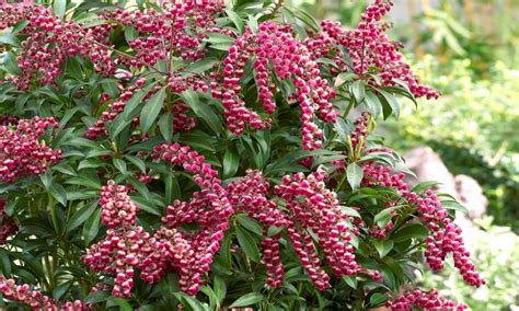 Pieris Collection Five Different Evergreen Plants In Premier