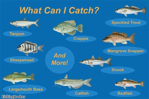Fishing In Cape Coral All You Need To Know