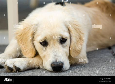 Sad Expression On Dog Hi Res Stock Photography And Images Alamy