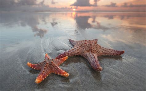 The Starfish Is Not A Fish Beachcombing Magazine