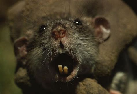 Close Up Of A Rats Fast Growing Teeth Photograph L̴̷͘͡y̧͠f̡̧