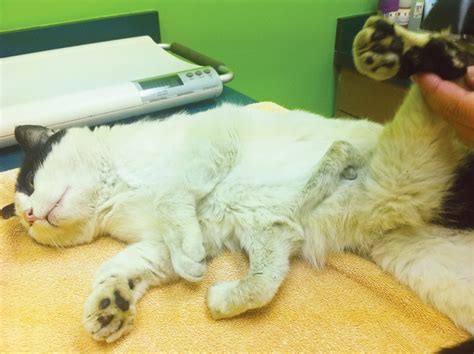6 Legged Cat Pauly To Get Surgery To Remove Extra Legs Life With Cats