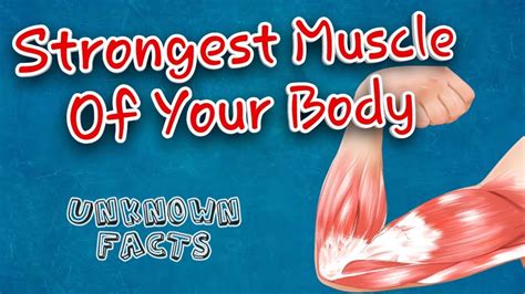 Strongest Muscle Of Your Body Unbelievable Facts That You Never Know