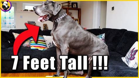 Abnormally Large Dogs That Actually Exist Top 10 Youtube