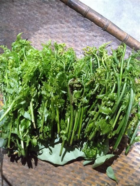 While the term weed generally has a negative connotation, many plants known as weeds can have beneficial properties. Fiddleheads (Edible Fern) in 2020 | Edible ferns, Plants ...