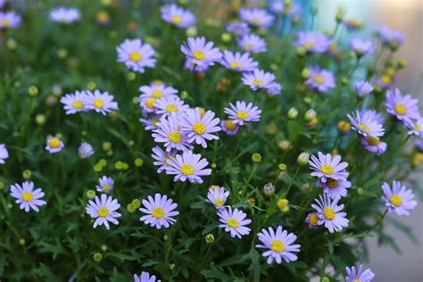 They appear before the leaves unfold. Top Ten Flowers to Plant in Your Garden to Attract Native ...