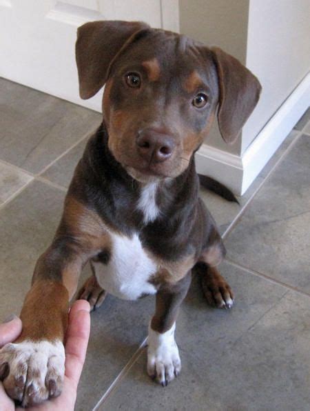 Although it seems a strange combination of two breeds, this can be an excellent guard dog that. The 25+ best Doberman mix ideas on Pinterest | Kong treats ...